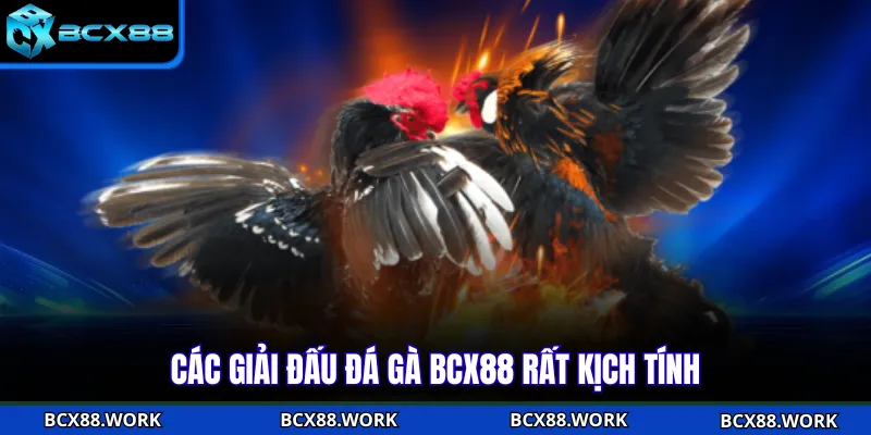 Các giải đấu đá gà BCX88 rất kịch tính