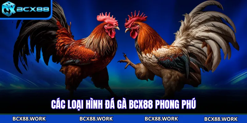 Các loại hình đá gà BCX88 phong phú