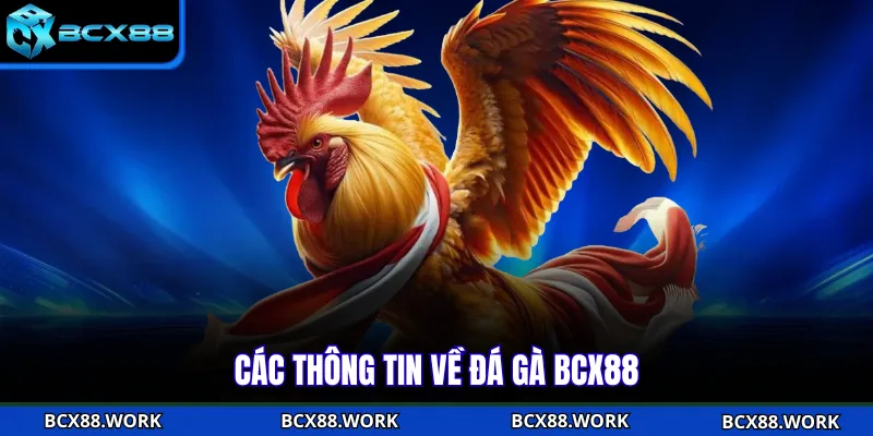 Các thông tin về đá gà BCX88 